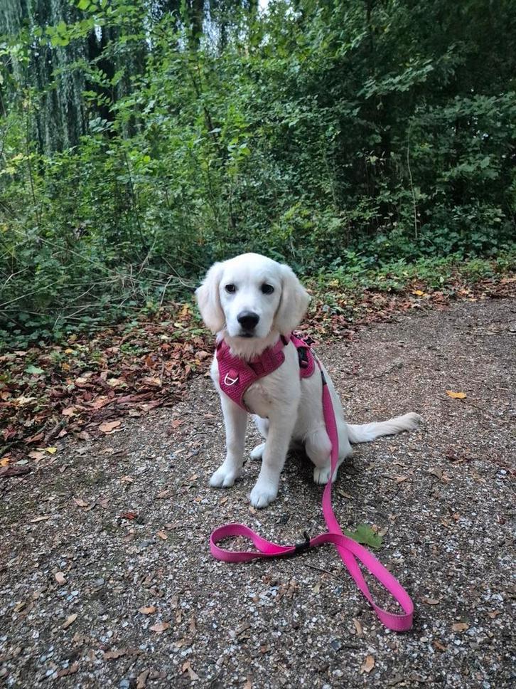REACTIE STOP! Golden Retriever pup 5 maanden, Dieren en Toebehoren, Honden | Retrievers, Spaniëls en Waterhonden, Teef, Golden retriever