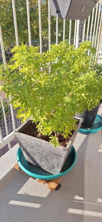 Citroen-geranium stekjes. beschikbaar voor biedingen