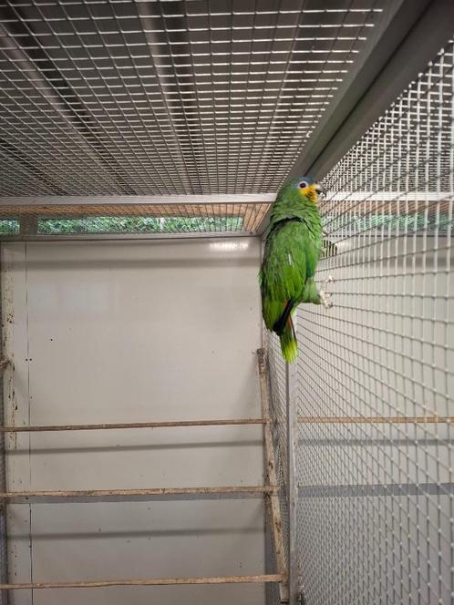 Venezuela amazone, man, Dieren en Toebehoren, Vogels | Parkieten en Papegaaien, Papegaai, Mannelijk