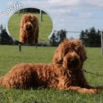 Australian labradoodle pups, Dieren en Toebehoren, Rabiës (hondsdolheid), 8 tot 15 weken, Meerdere dieren, Eén hond