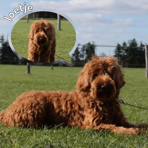 Australian labradoodle pups, Dieren en Toebehoren, Honden | Niet-rashonden, Middel, Meerdere dieren, Particulier, Eén hond, Nederland