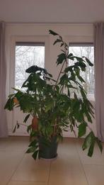 Grote kamerplant, Ophalen, Palm, Halfschaduw, In pot