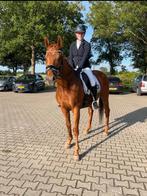Superbrave e pony, Dieren en Toebehoren, Pony's, Ruin, L, E pony (1.48m - 1.57m), 11 jaar of ouder