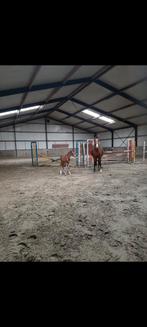 Stalling, Dieren en Toebehoren, Stalling en Weidegang, Stalling