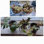 Partij Kleine Plantjes ruilen voor blikje cola-bijna gratis, Tuin en Terras, Vaste plant, Bloeit niet, Halfschaduw, Ophalen