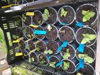 Munt soorten, Tuin en Terras, Planten | Tuinplanten, Ophalen, Zomer, Kruiden, Volle zon