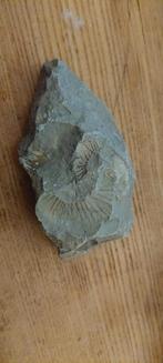 Fossiel in steen 6, Ophalen of Verzenden, Fossiel