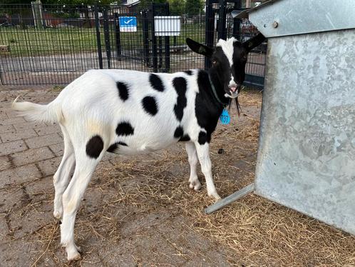 Gecastreerde bokken CL en CAE vrij, Dieren en Toebehoren, Schapen, Geiten en Varkens, Geit, Mannelijk, 0 tot 2 jaar