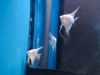 Diverse maanvissen op voorraad, Vis, Zoetwatervis