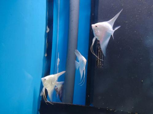 Diverse maanvissen op voorraad, Dieren en Toebehoren, Vissen | Aquariumvissen, Zoetwatervis, Vis