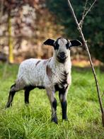 Maasduinen ooilammeren ramlammeren en dekrammen te koop, Dieren en Toebehoren, Schapen, Geiten en Varkens, Meerdere dieren, Schaap