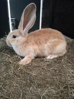 Jonge vlaamse reus, Dieren en Toebehoren, Konijnen, Mannelijk, Groot