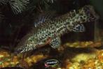 Hoplosternum thoracatum - Gevlekte pantsermeerval - Koidream, Vis, Zoetwatervis