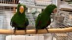 Edel papegaaie 2025, Dieren en Toebehoren, Vogels | Parkieten en Papegaaien, Mannelijk, Parkiet, Pratend