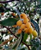 2-jarige Japanse mispel (loquat),sterke planten,winterhar, Ophalen of Verzenden, Minder dan 100 cm, Lente