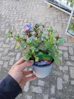 Ceratostigma Loodkruid, Volle zon, Vaste plant, Herfst, Ophalen
