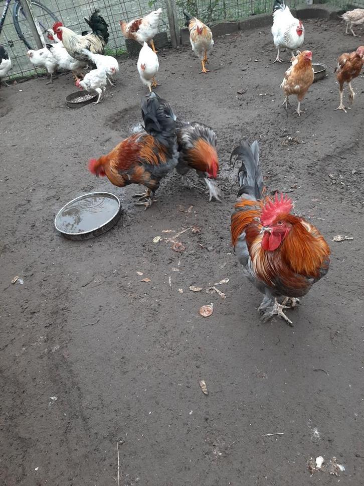 Ras Jonge Haan en Hanen, Dieren en Toebehoren, Pluimvee, Kip, Mannelijk