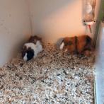 2 broertjes (3kleur borstel), Dieren en Toebehoren, Knaagdieren, Cavia, Mannelijk, November, Tam