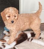 cockapoo pups negen weken, Parvo, Overige rassen, 8 tot 15 weken, Meerdere