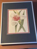 Botanische Litho!, Ophalen