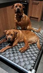 Hondenmand ✅Hondenstretcher hondenbed hondenkussen Bench pup, Dieren en Toebehoren, Hondenmanden, Ophalen of Verzenden, Nieuw