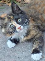 3 prachtige Maincoon kittens, Meerdere dieren, Gechipt
