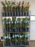 Toscaanse jasmijnen in diverse kleuren en maten, Tuin en Terras, Ophalen, Volle zon, Vaste plant, Klimplanten