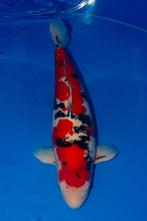 doitsu sanke, Dieren en Toebehoren, Karper of Koi