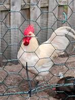 Mooi haan 1 jaar oud  hij is compleet wit, Dieren en Toebehoren, Pluimvee, Mannelijk, Kip