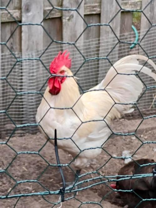 Mooi haan 1 jaar oud  hij is compleet wit, Dieren en Toebehoren, Pluimvee, Kip, Mannelijk