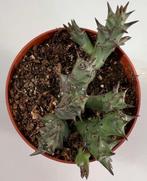 Huernia Halipedicola, Huis en Inrichting, Kamerplanten, Ophalen of Verzenden, Vetplant