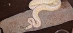 Banana spider pastel 1.0 nk23, Dieren en Toebehoren, Slang