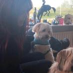 Hondenoppas Vakantie Honden opvang, Ophalen of Verzenden