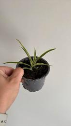 Spiderplant/ graslelie, Ophalen, Overige soorten, Minder dan 100 cm