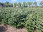 Kerstbomen Abies Fraseri, Ophalen