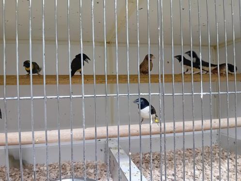 Diverse leuke tropen, Dieren en Toebehoren, Vogels | Overige Vogels, Tropenvogel, Meerdere dieren, Geringd