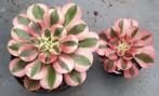 Aeonium Pink Witch, Vetplant, Ophalen of Verzenden, Minder dan 100 cm, Volle zon