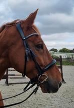 Montar Fair hoofdstel Zwart anatomisch, Dieren en Toebehoren, Ophalen of Verzenden, Zo goed als nieuw, Dressuur