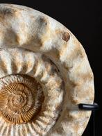 XL fossiel ammoniet op standaard, Verzamelen, Mineralen en Fossielen, Ophalen, Fossiel