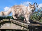 maine coon poes met stamboom, Dieren en Toebehoren, Poes, Gechipt, 0 tot 2 jaar
