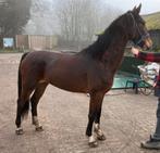 Tuigpaard - menpaard, Dieren en Toebehoren, Paarden, Merrie, Gechipt, 3 tot 6 jaar, Tuigpaard