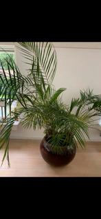 Prachtig grote bloempot plantenpot H42cm Dia60cm bruin, 40 tot 70 cm, Binnen, Rond, Gebruikt