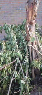Brand hout, Tuin en Terras, Haardhout, Minder dan 3 m³, Ophalen, Overige houtsoorten, Blokken