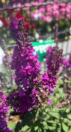 Vlinderstruiken in 9cm pot gekweekt - wit & blauw, Tuin en Terras, Planten | Tuinplanten, Volle zon, Vaste plant, Zomer, Ophalen
