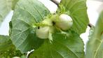 Hazelaars Corylus inheems struik Hazelnoot va €1,50 combik., Tuin en Terras, Planten | Struiken en Hagen, Ophalen, Overige soorten