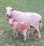 Schapen schaap sierraad voor uw weide sier, Dieren en Toebehoren, Schapen, Geiten en Varkens, Vrouwelijk, Schaap