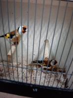 t.k.2 mooie koppels majoor putters wildkleur 2025 winterhard, Dieren en Toebehoren, Vogels | Kanaries, Meerdere dieren, Bastaard