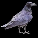 Gezocht broedrijp vrouwelijk raaf!!!!, Vrouwelijk, Roofvogel
