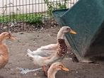 Saksische loopeenden, Dieren en Toebehoren, Pluimvee, Mannelijk, Eend