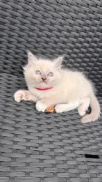 Ragdoll kittens, Dieren en Toebehoren, Meerdere dieren, Gechipt